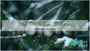 tucking in and roosting