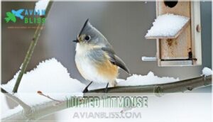 tufted titmouse