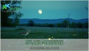 upland sandpiper