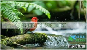 vermilion flycatcher vermilion flycatcher