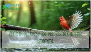 vermilion flycatcher pyrocephalus rubinus