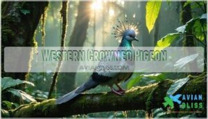 western crowned pigeon