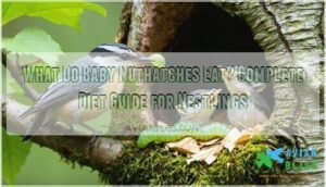 what do baby nuthatches eat