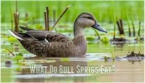 what do bull sprigs eat