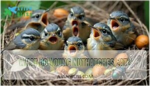 what do young nuthatches eat