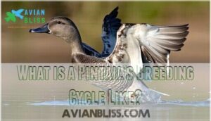 what is a pintail’s breeding cycle like