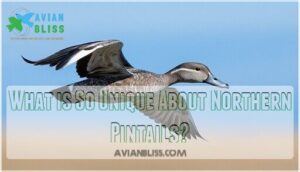 what is so unique about northern pintails