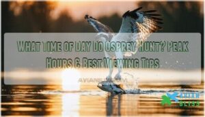what time of day do osprey hunt