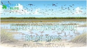 where to find florida beach birds