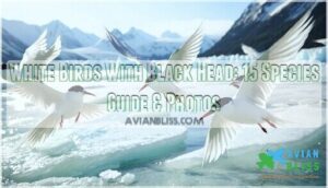 white birds with black head