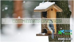 white-breasted nuthatches