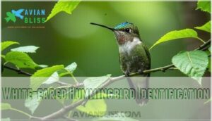 white-eared hummingbird identification