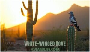white-winged dove