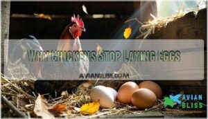 why chickens stop laying eggs