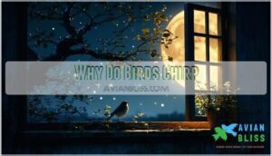 why do birds chirp why do birds chirp