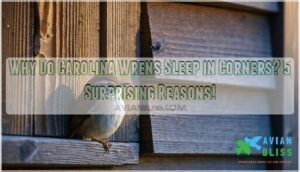 why do carolina wrens sleep in corners