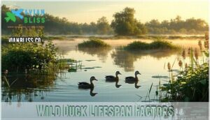 wild duck lifespan factors