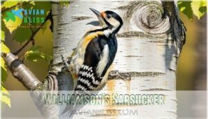 williamson’s sapsucker