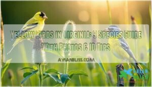 yellow birds in virginia
