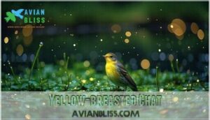 yellow-breasted chat