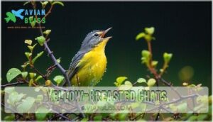 yellow-breasted chats