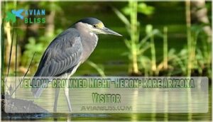 yellow-crowned night-heron: rare arizona visitor