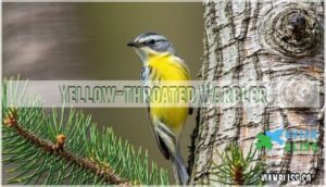 yellow-throated warbler