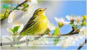 yellow warbler