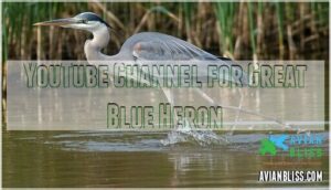 youtube channel for great blue heron