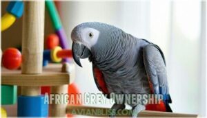 african grey ownership