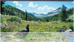 alpine meadows