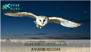 american barn owl
