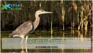 american bittern