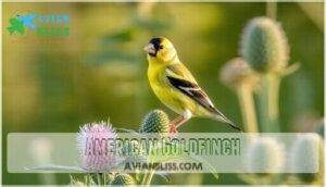 american goldfinch
