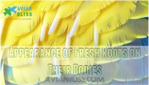 appearance of fresh roots on their bodies appearance of fresh roots on their bodies