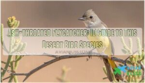 ash throated flycatcher