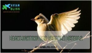 backlighting for feather details