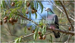 band-tailed pigeon