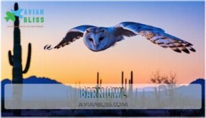 barn owl