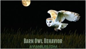 barn owl behavior
