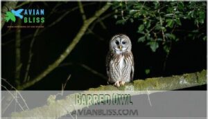 barred owl