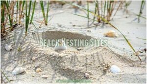 beach nesting sites beach nesting sites