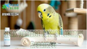 beak damage can be lightly repaired
