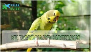 beak grinding and maintenance