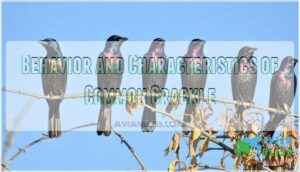behavior and characteristics of common grackle