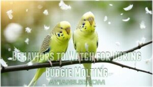 behaviors to watch for during budgie molting behaviors to watch for during budgie molting