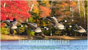 bird migration patterns bird migration patterns