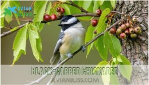 black-capped chickadee