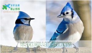 black collar markings