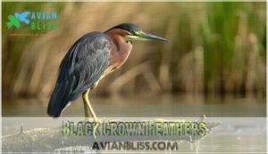 black crown feathers